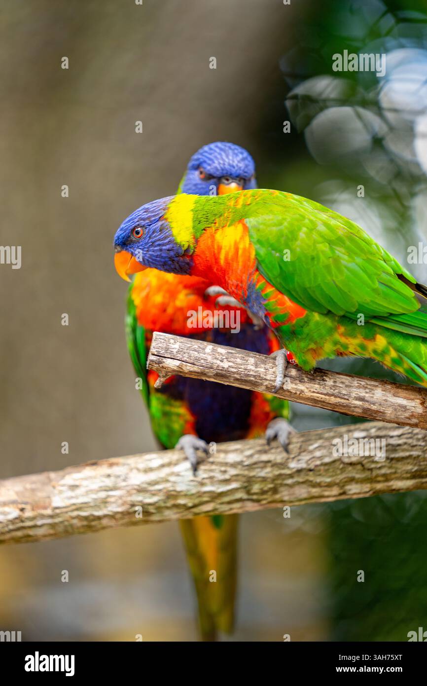 Nature faune photo lorikeets Banque D'Images