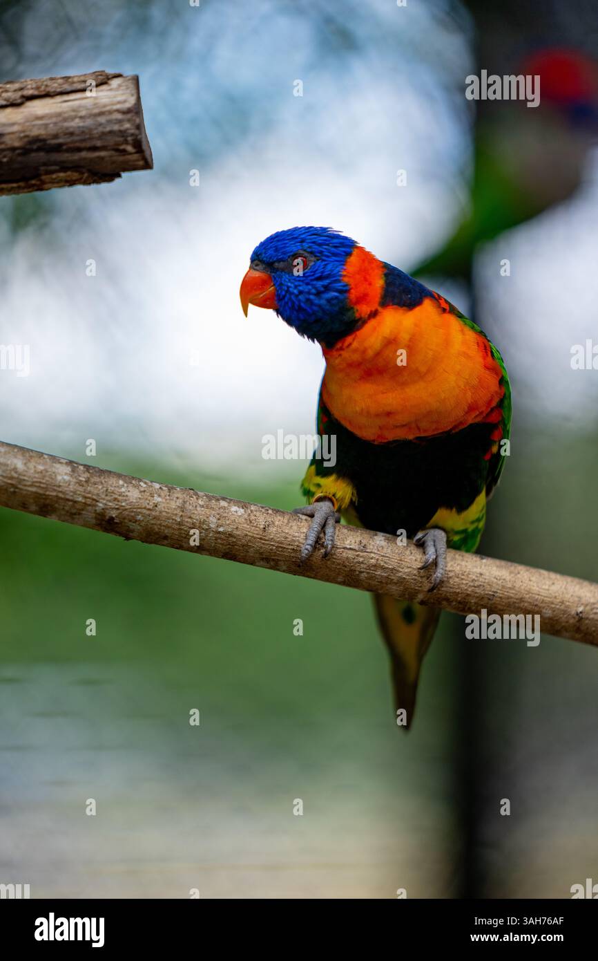 Nature faune photo lorikeets Banque D'Images