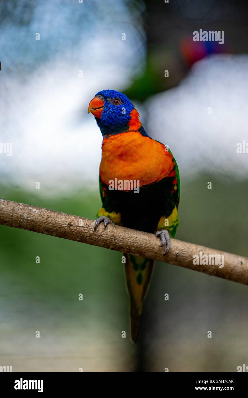 Nature faune photo lorikeets Banque D'Images