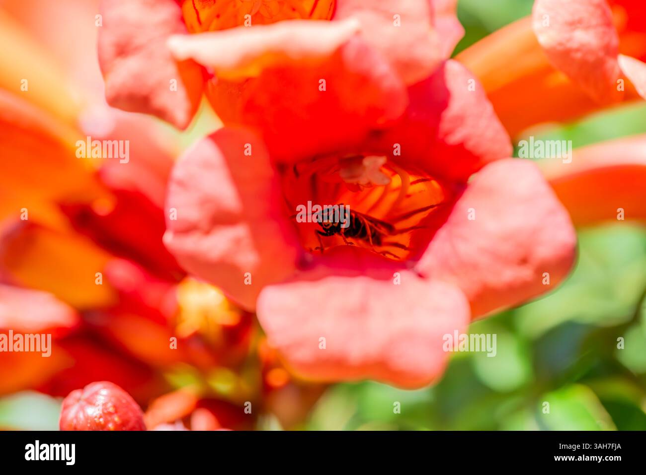Une superbe photo macro capturant une abeille qui regarde directement l'appareil photo depuis la floraison vibrante en forme de trompette d'une vigne, mettant en valeur f Banque D'Images