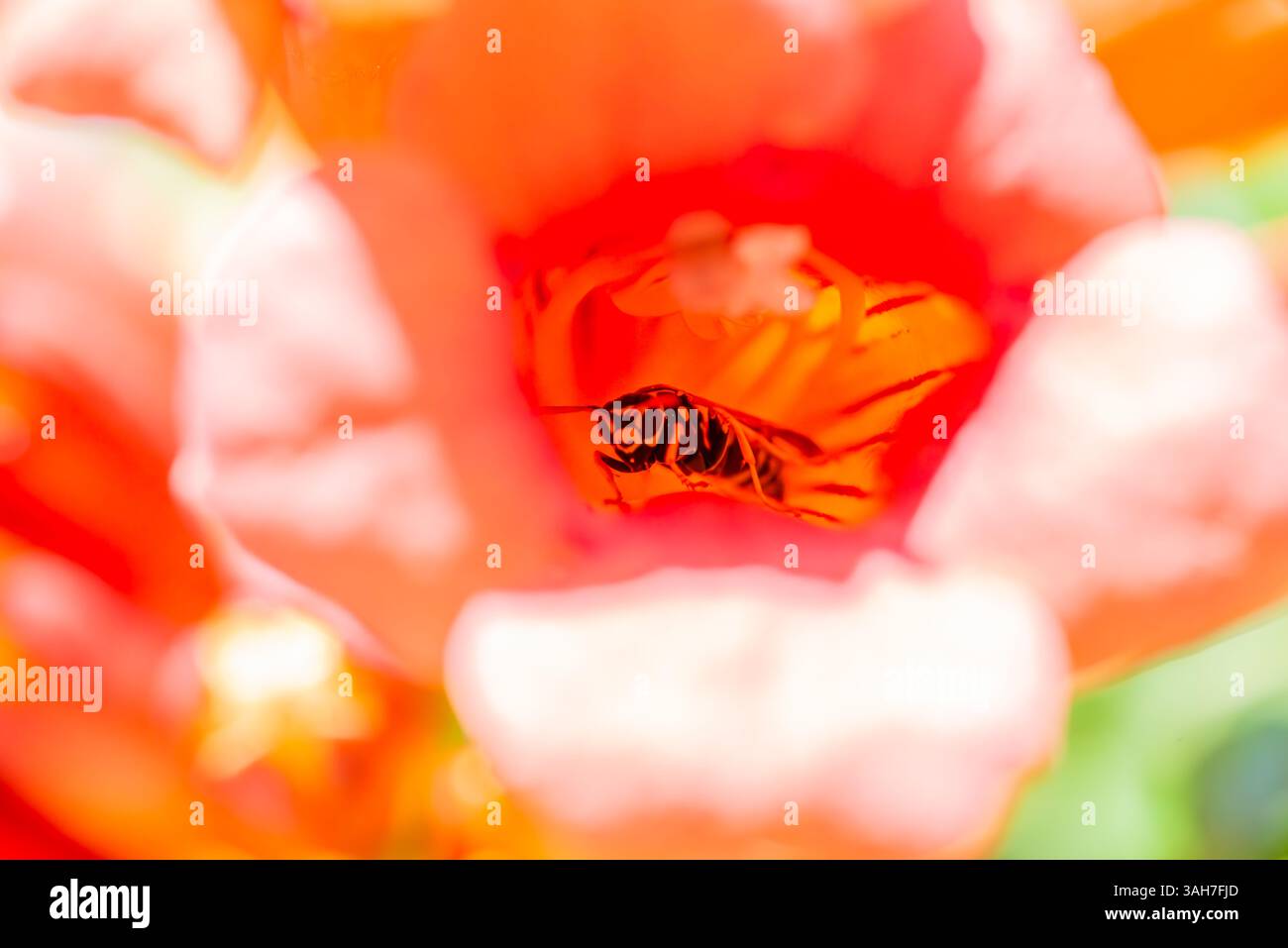 Une superbe photo macro capturant une abeille qui regarde directement l'appareil photo depuis la floraison vibrante en forme de trompette d'une vigne, mettant en valeur f Banque D'Images