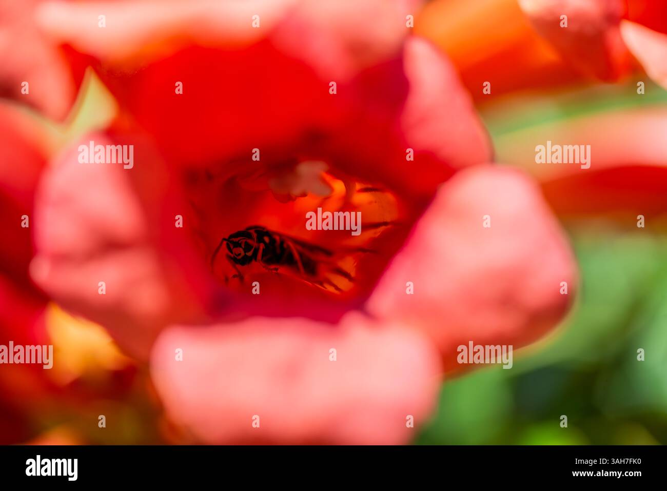 Une superbe photo macro capturant une abeille qui regarde directement l'appareil photo depuis la floraison vibrante en forme de trompette d'une vigne, mettant en valeur f Banque D'Images