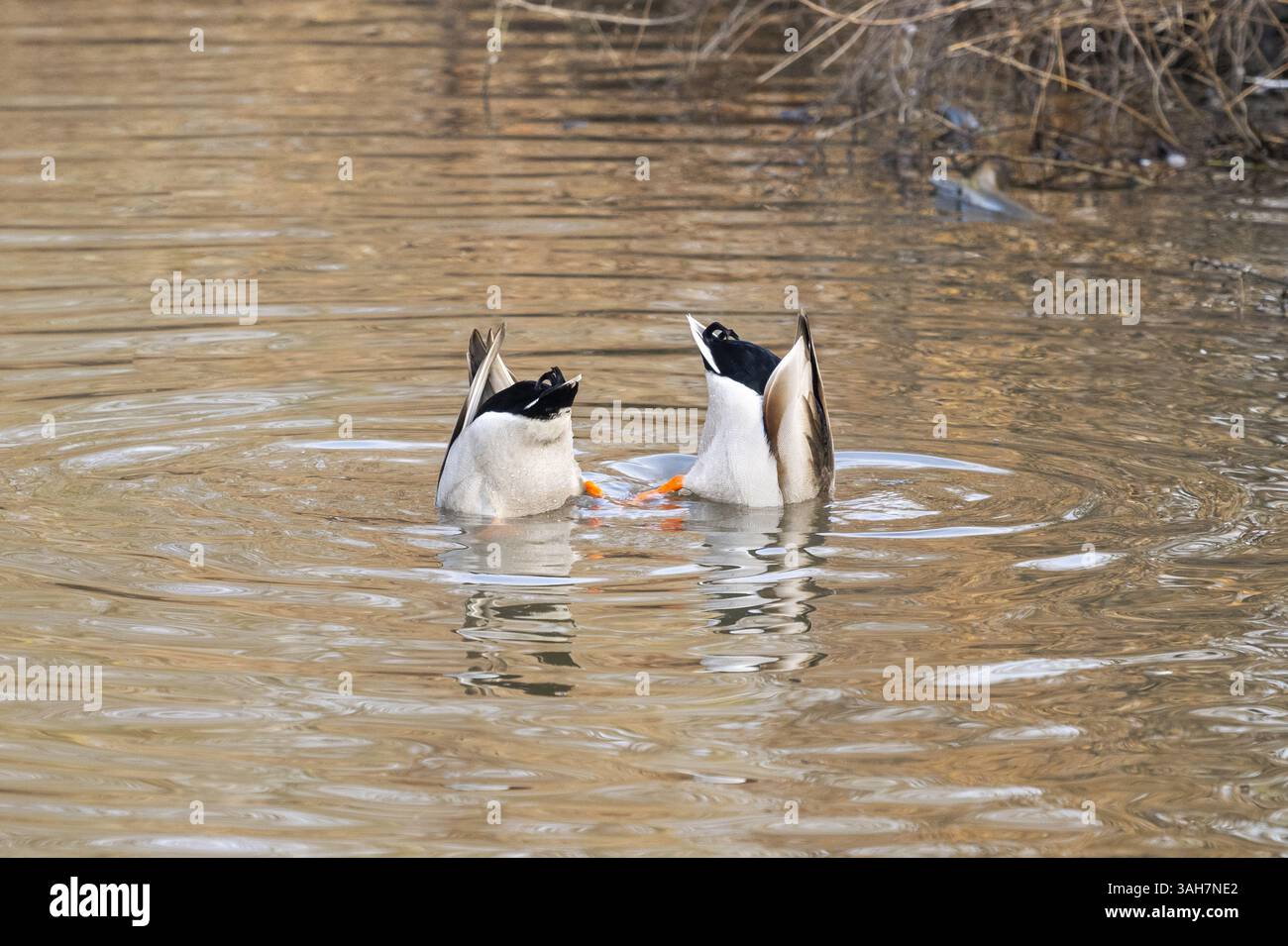 Canard colvert Banque D'Images