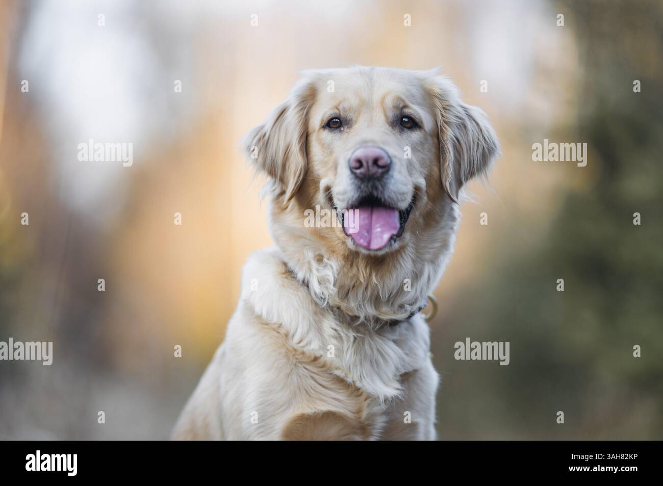 Golden Retriever Banque D'Images Golden Retriever Banque D'Images