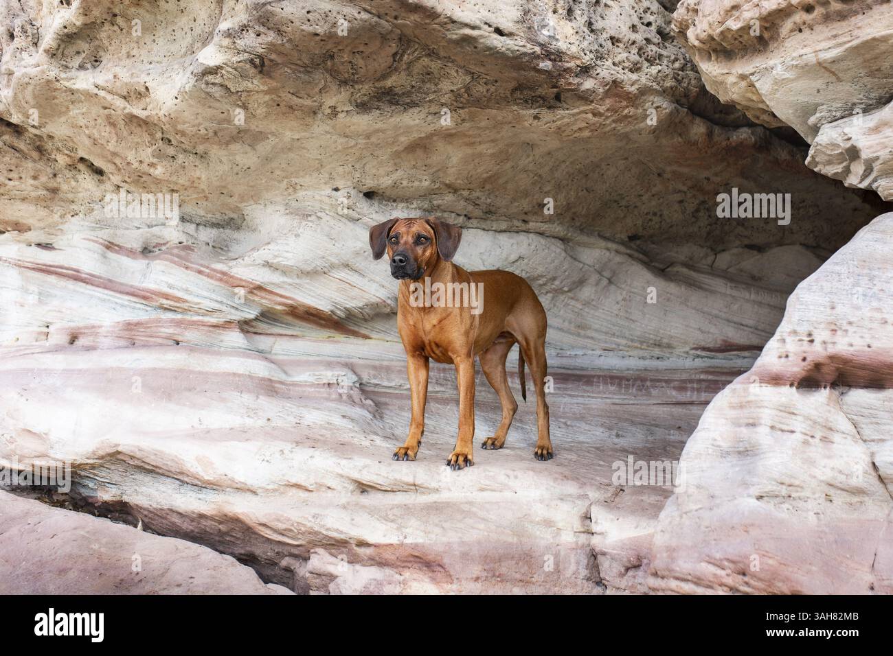 Le Rhodesian Ridgeback Banque D'Images