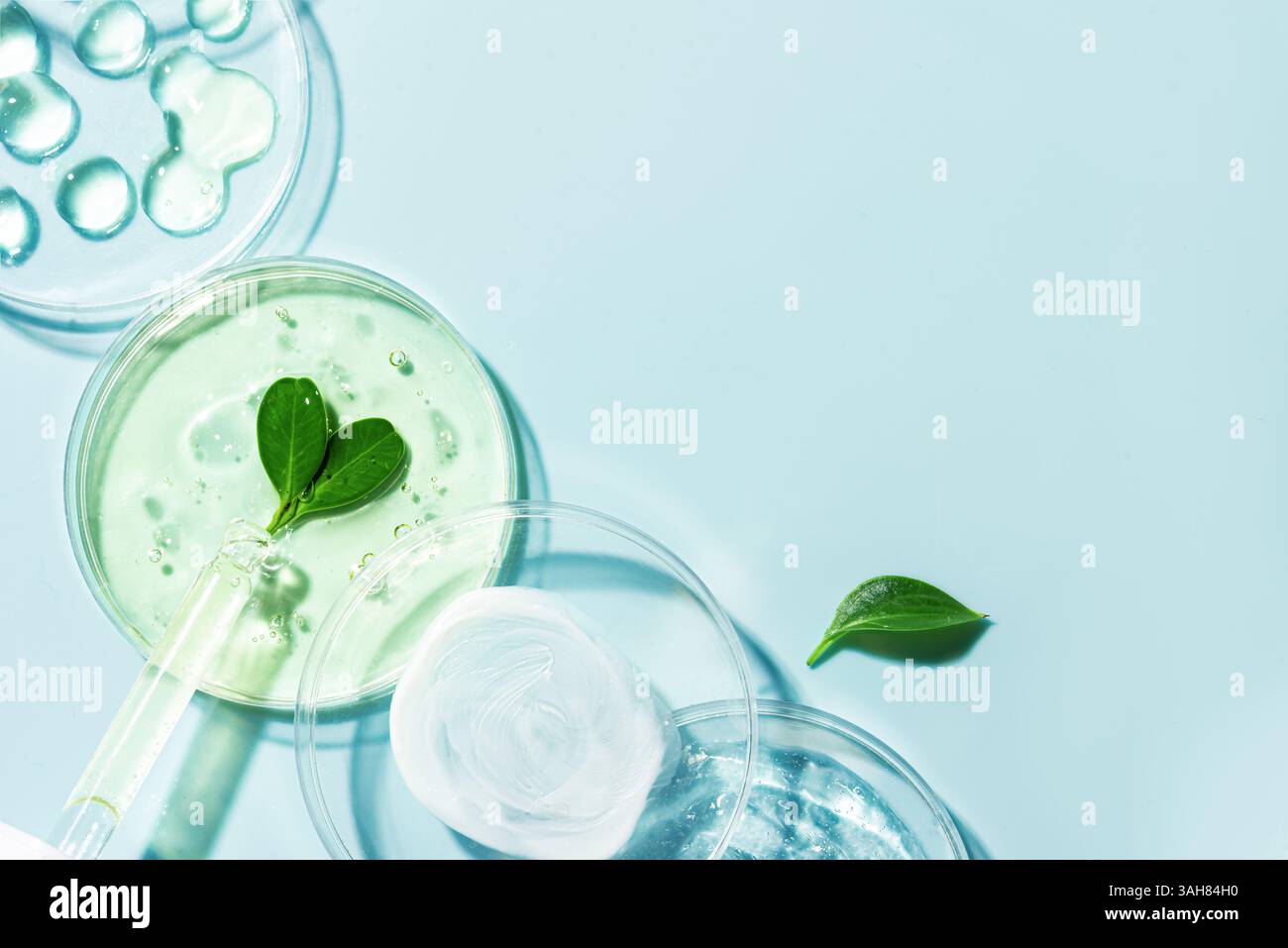 Produits naturels de soins de la peau swatches dans une boîte de Petri avec compte-gouttes et plantes vertes sur fond bleu, espace de copie. ECO beauté, laboratoire cosmétique à base de plantes Banque D'Images