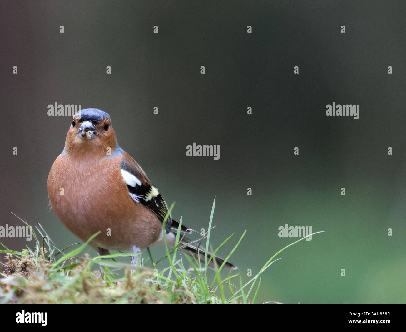 Chaffinch sur l'herbe Banque D'Images