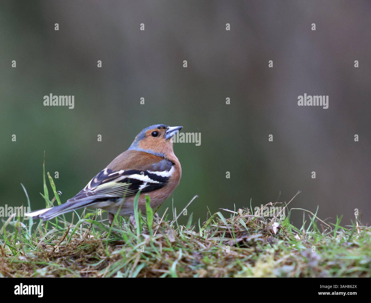 Chaffinch sur l'herbe Banque D'Images