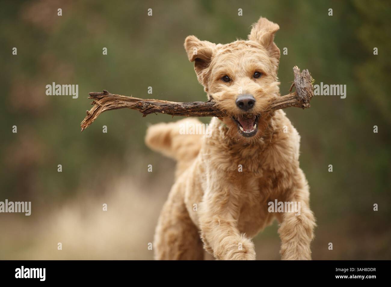 Goldendoodle Banque D'Images