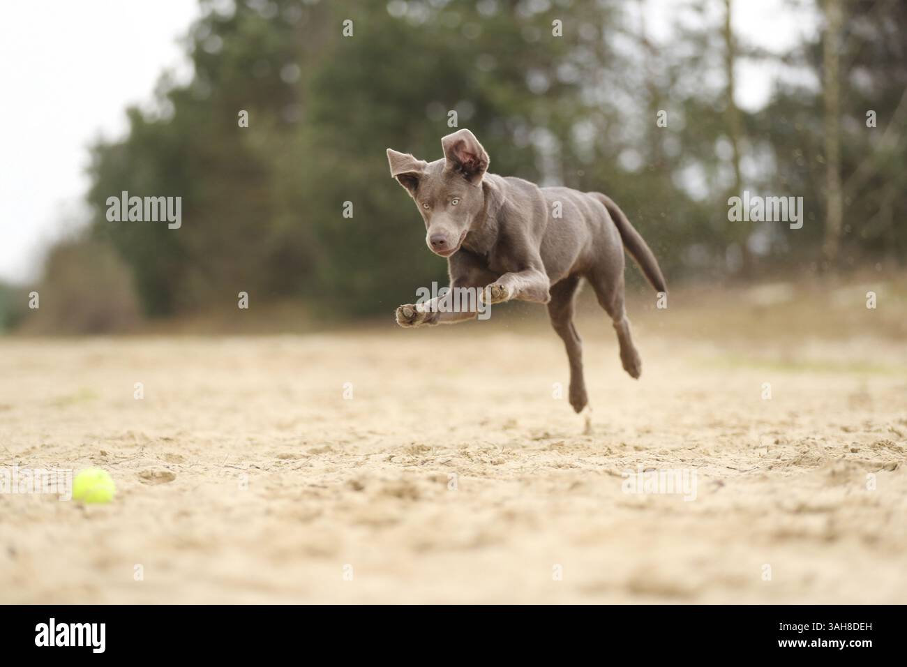 Labrador Retriever Banque D'Images