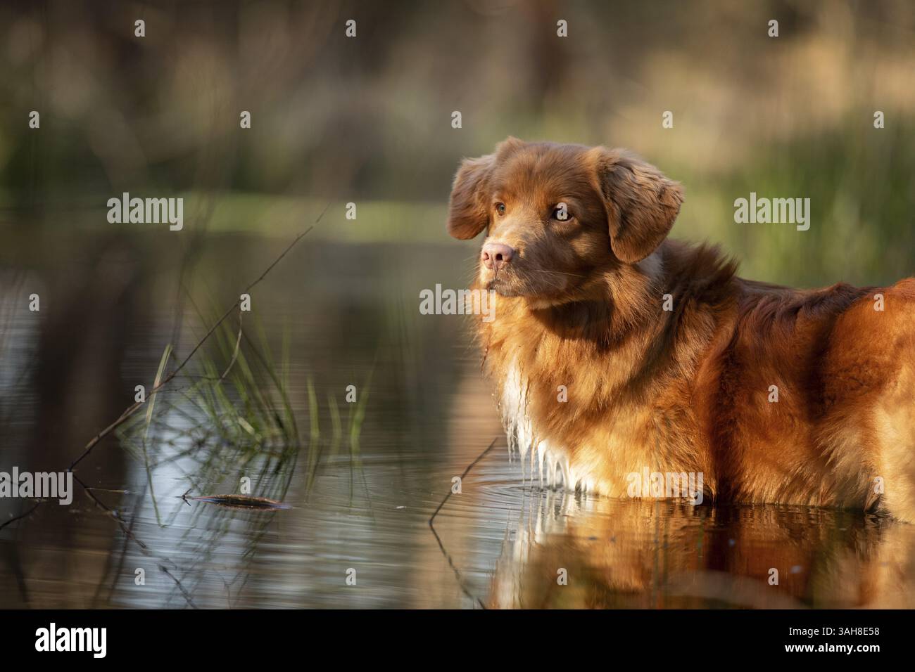Nova Scotia Duck Tolling Retriever Banque D'Images
