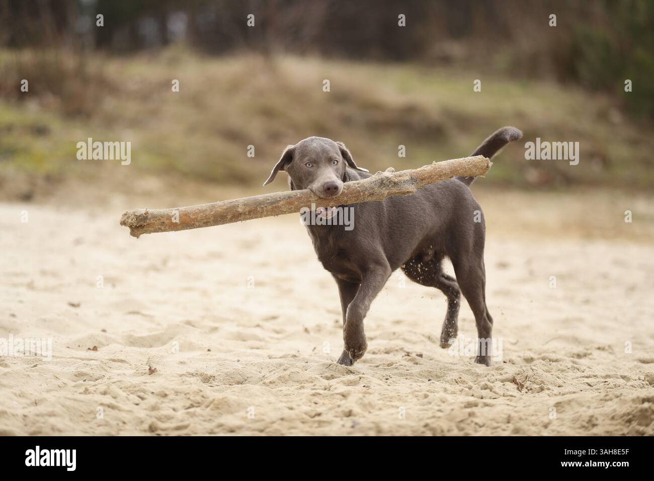 Labrador Retriever Banque D'Images
