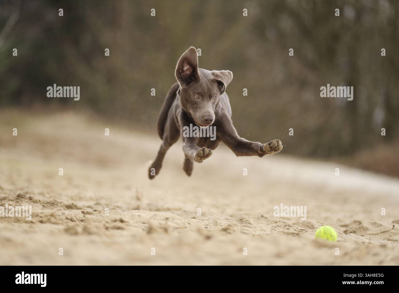 Labrador Retriever Banque D'Images