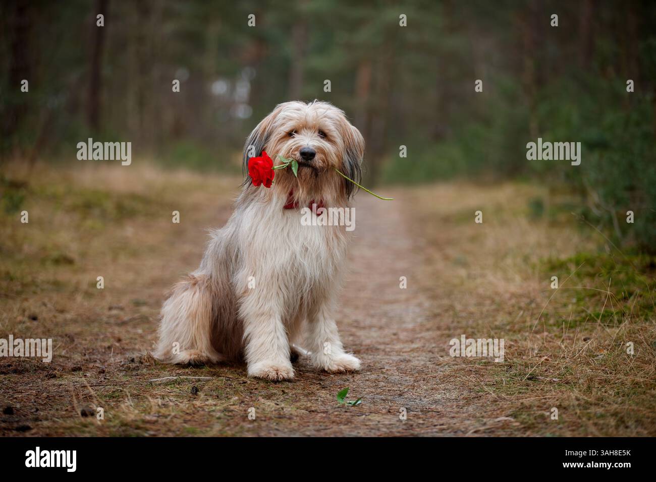 Waeller Sheepdog Banque D'Images
