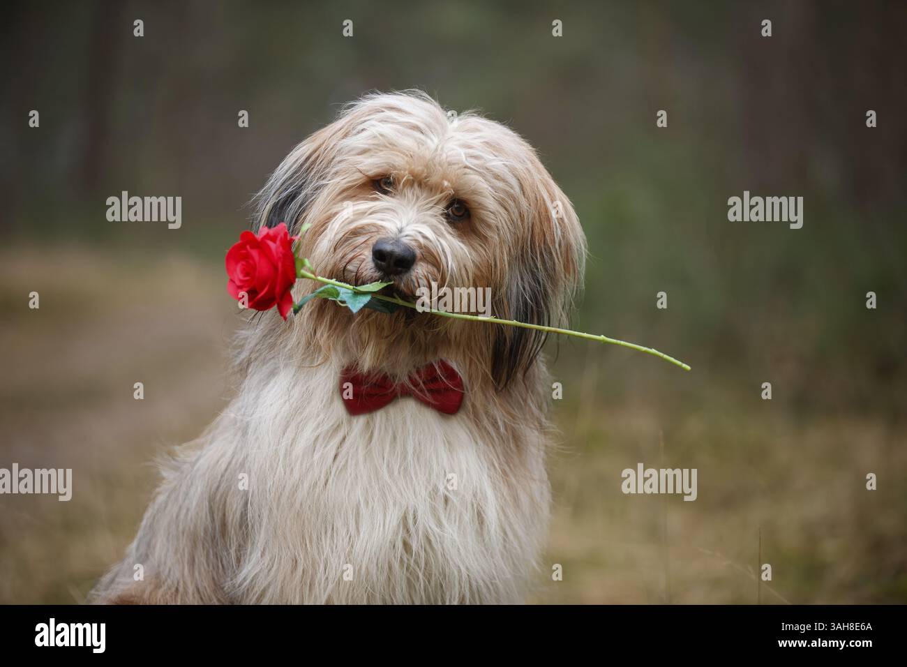 Waeller Sheepdog Banque D'Images