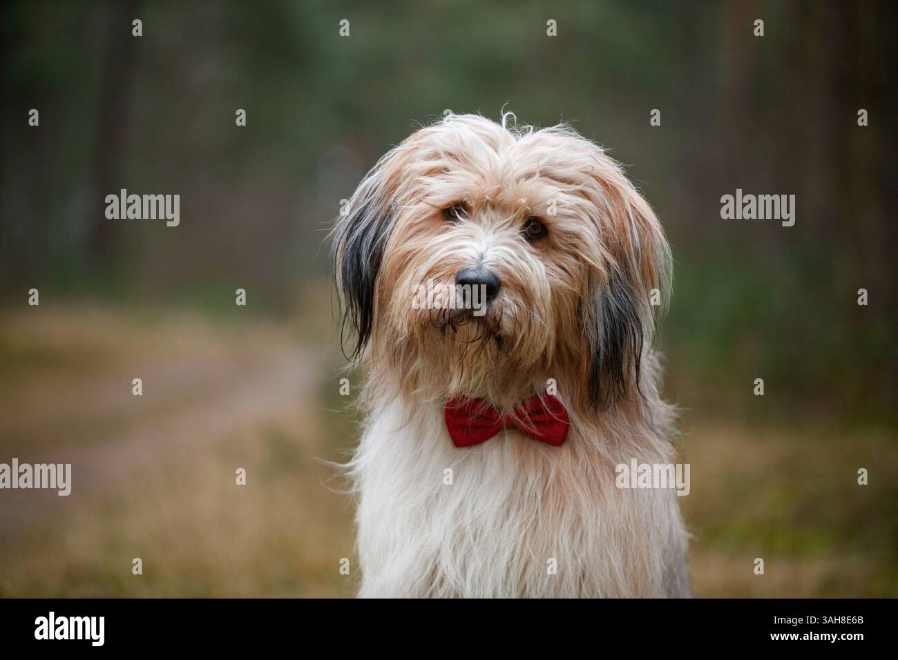 Waeller Sheepdog Banque D'Images