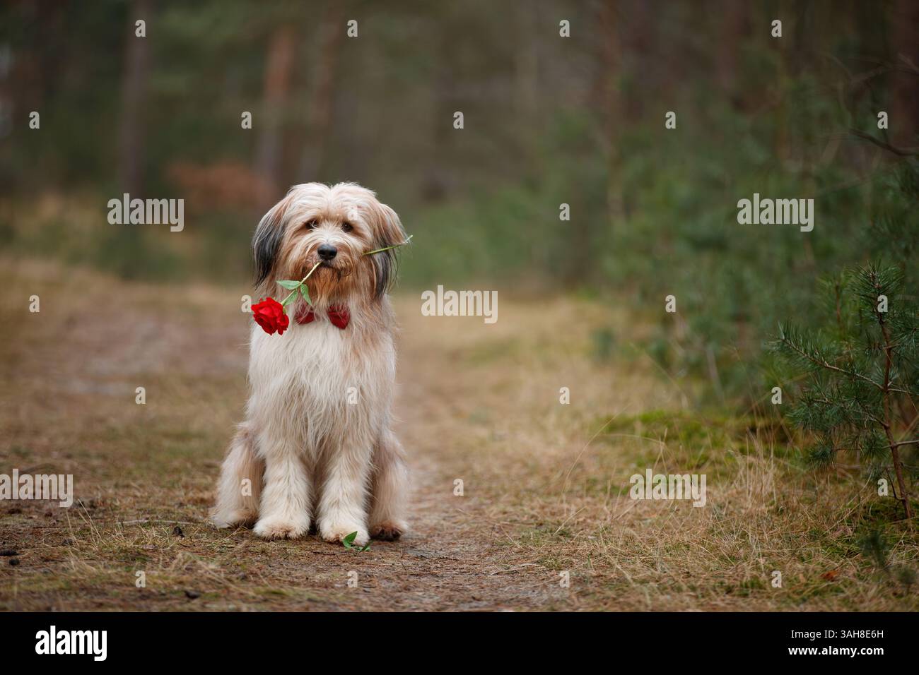Waeller Sheepdog Banque D'Images