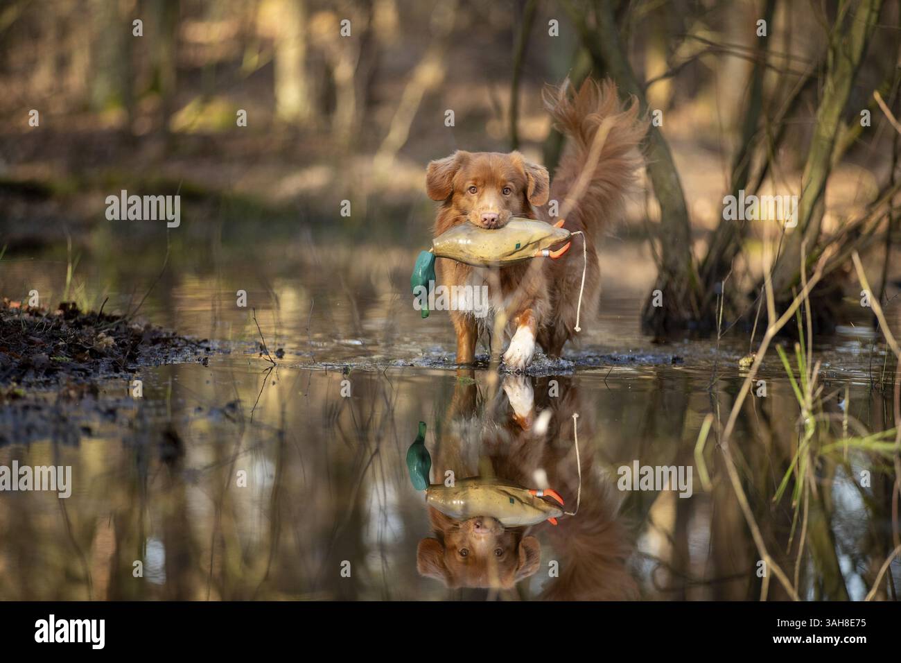 Nova Scotia Duck Tolling Retriever Banque D'Images Nova Scotia Duck Tolling Retriever Banque D'Images