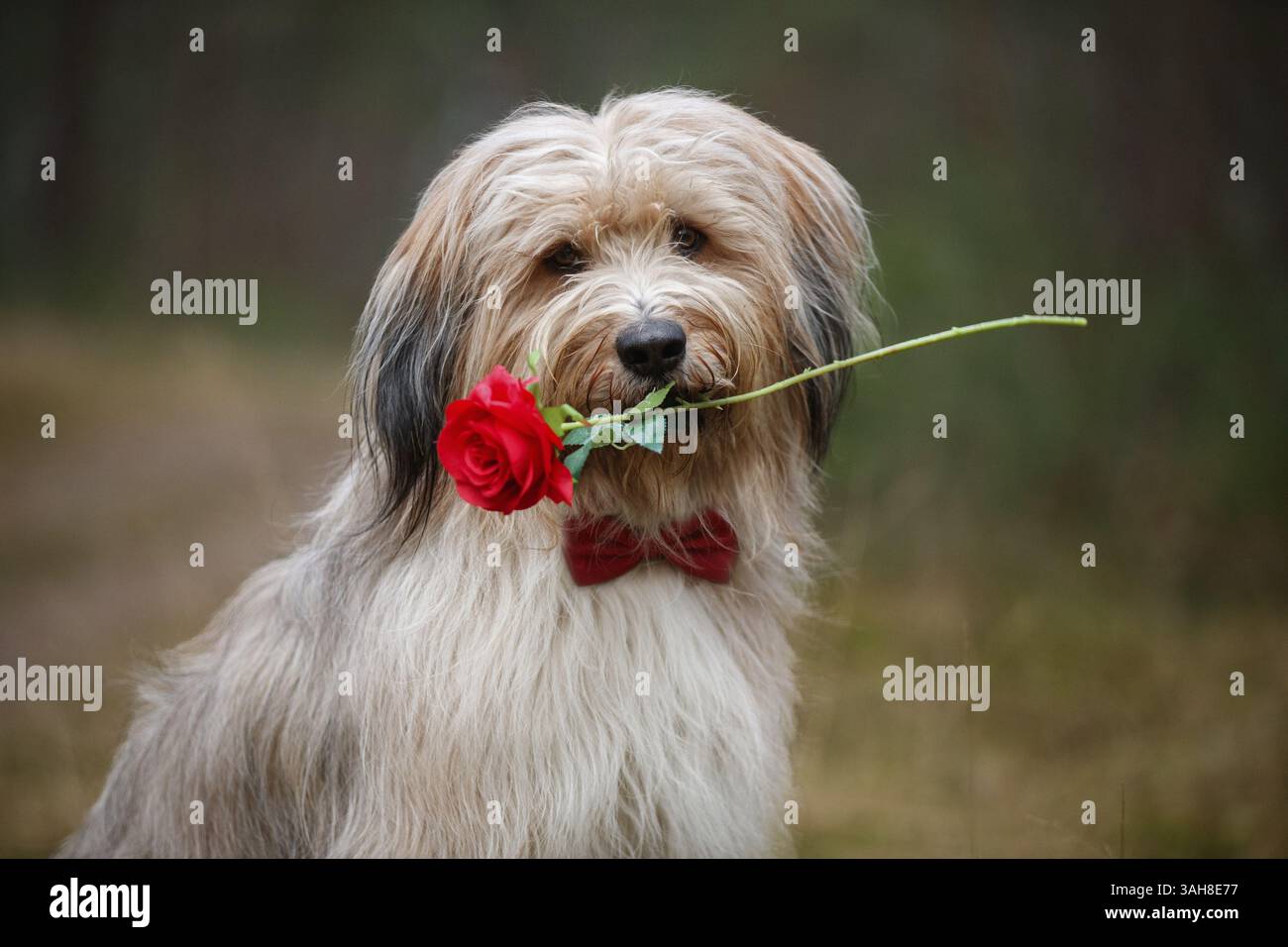 Waeller Sheepdog Banque D'Images