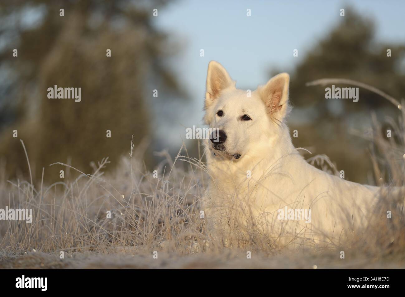 Berger Blanc Suisse Banque D'Images