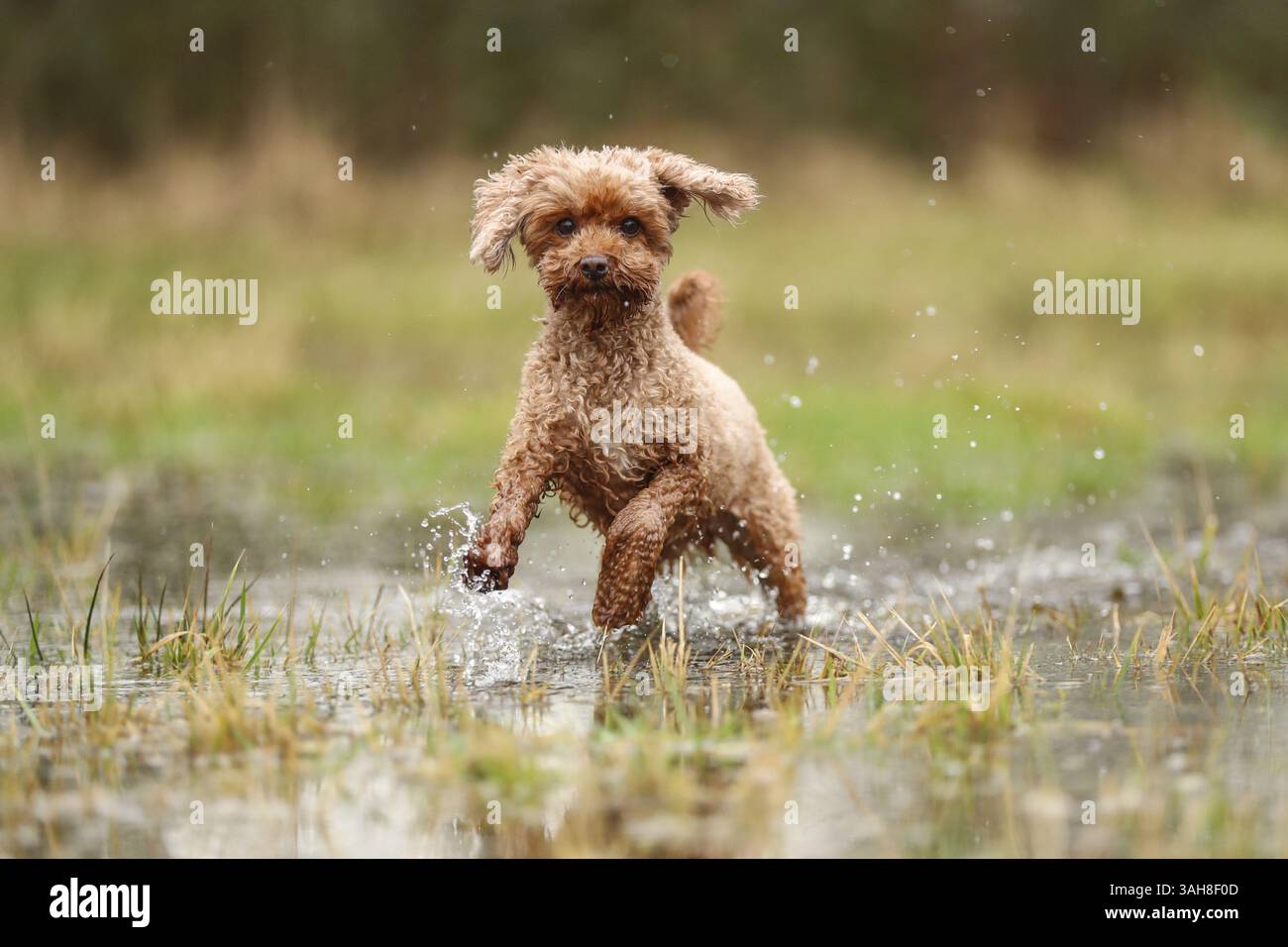 Caniche miniature Banque D'Images