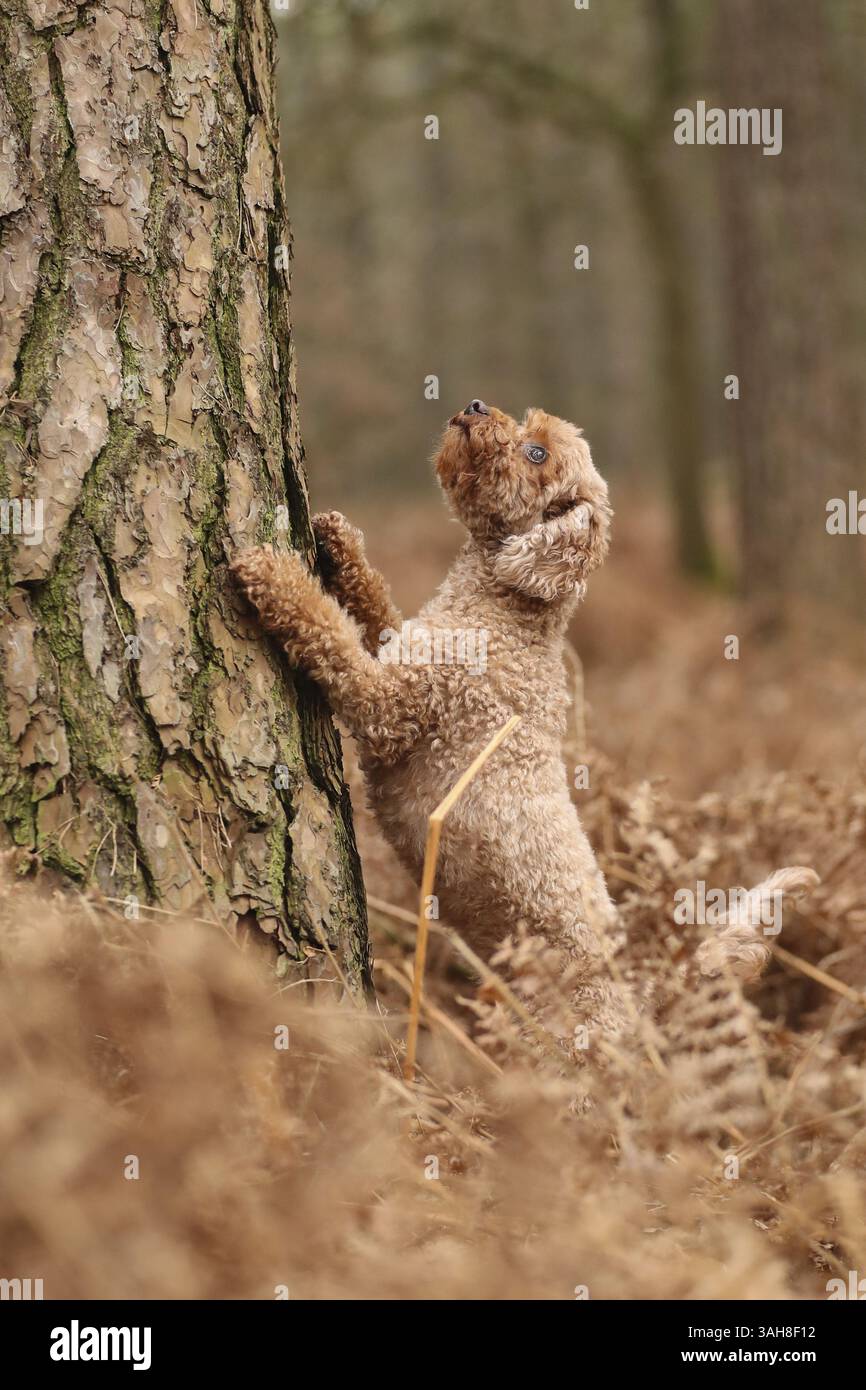 Caniche miniature Banque D'Images