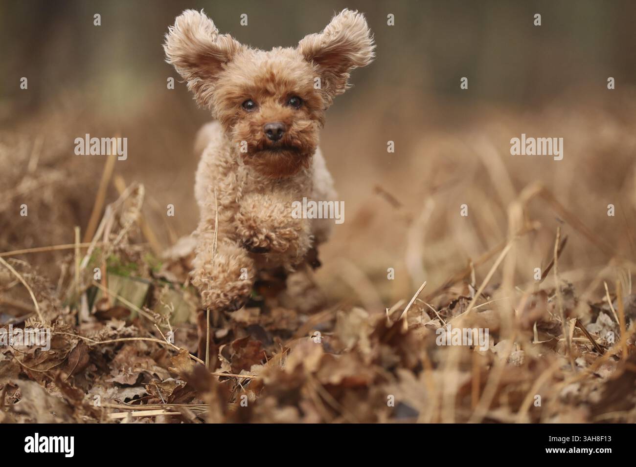 Caniche miniature Banque D'Images
