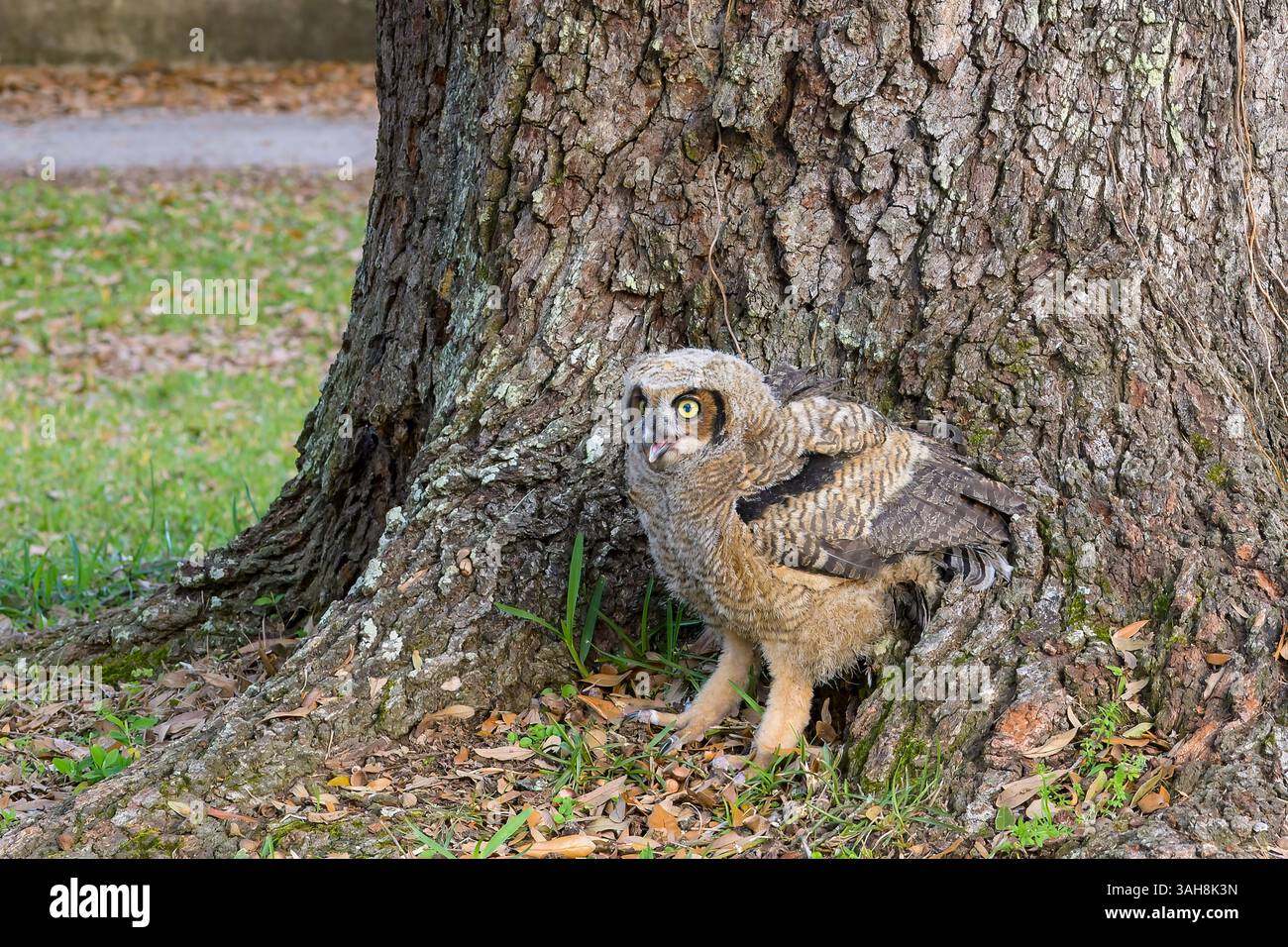 Jeune Great Horned Owlet sur le sol à côté d'un arbre après être tombé de l'arbre dans Audubon Park, LA Nouvelle-Orléans, LOS ANGELES, États-Unis Banque D'Images