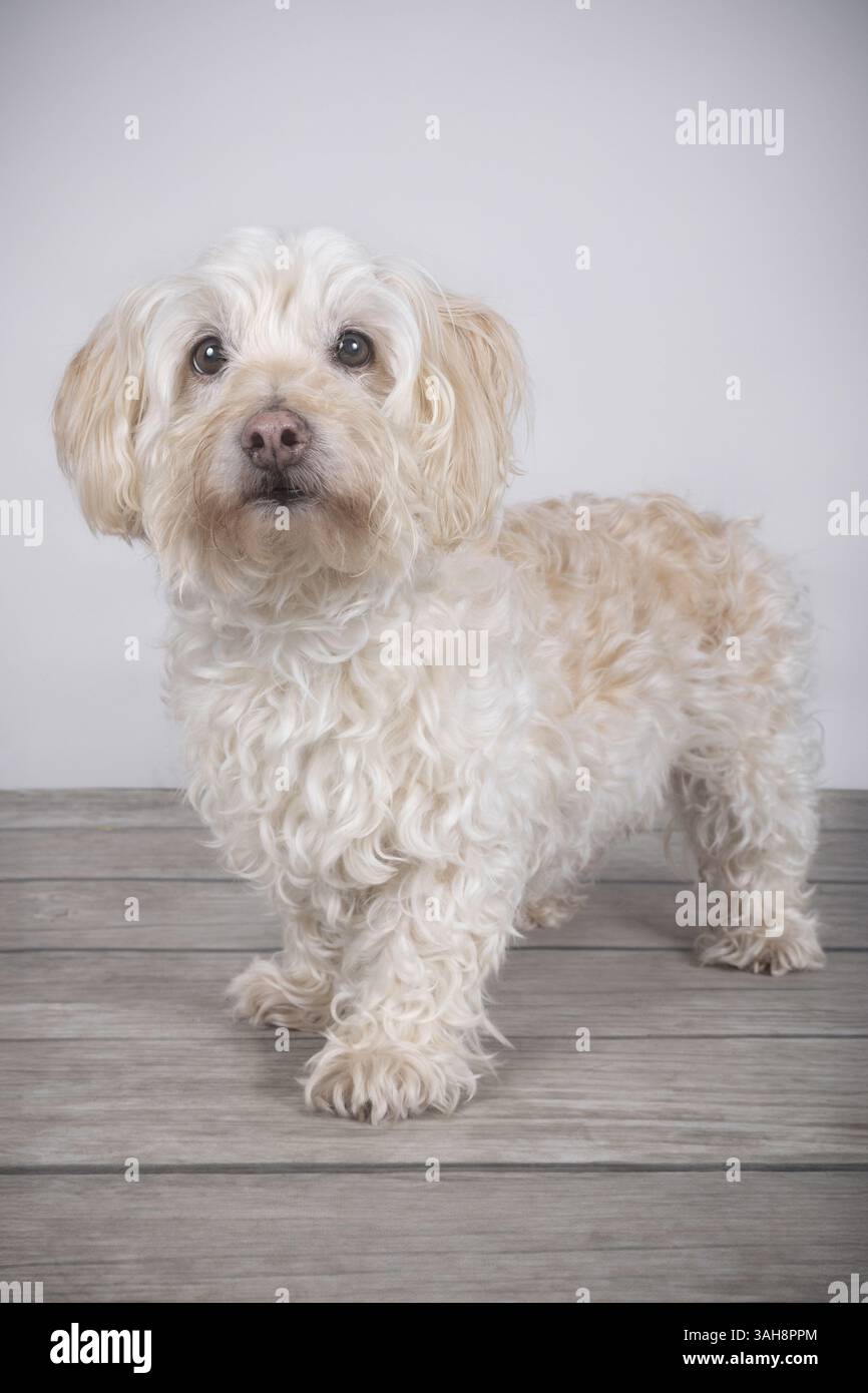 Coton de Tulear Banque D'Images