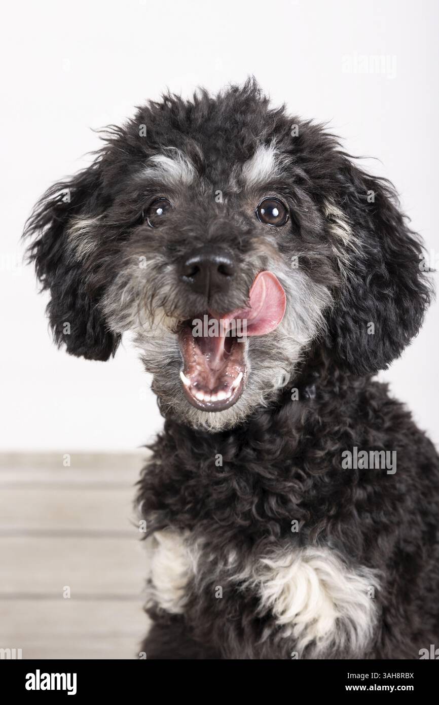 Caniche standard Banque D'Images