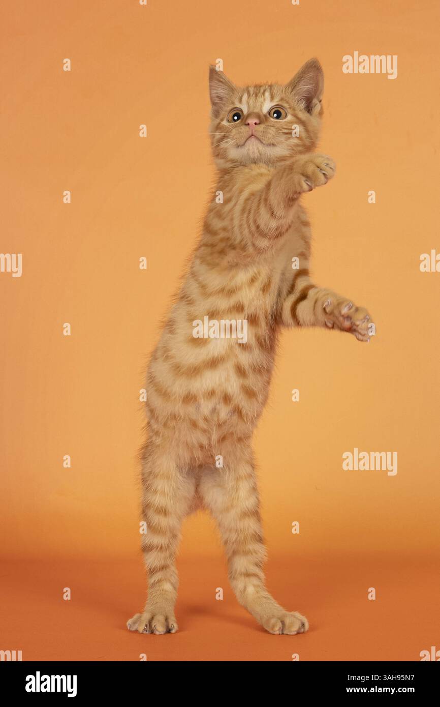 British-Shorthair-Cross Banque D'Images
