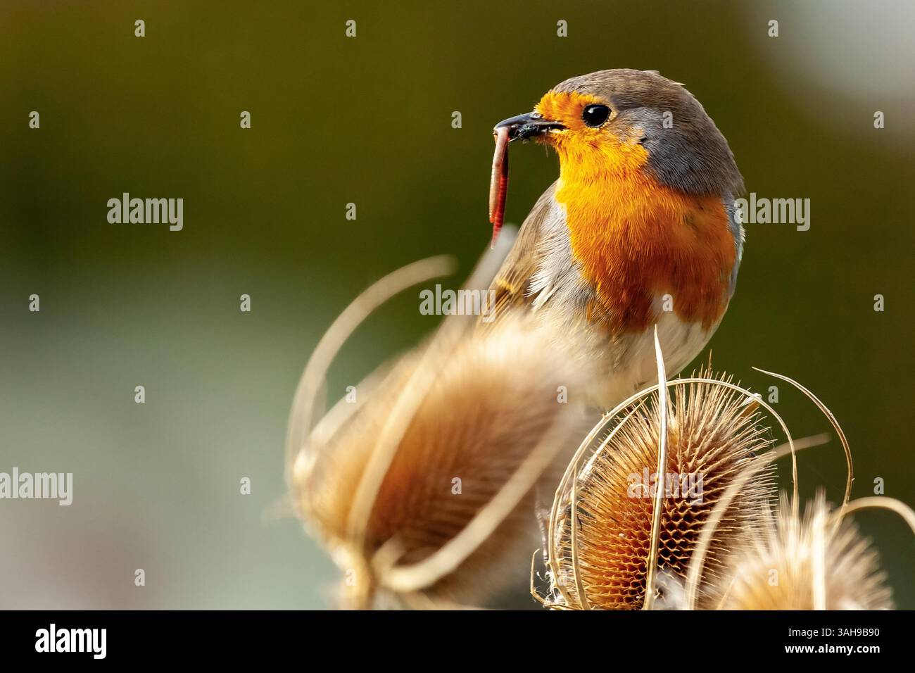 Oiseau rouge robin à seins en gros plan sur un thé avec un ver dans son bec. Early Bird attrape le concept de ver dans la nature et la faune Banque D'Images Oiseau rouge robin à seins en gros plan sur un thé avec un ver dans son bec. Early Bird attrape le concept de ver dans la nature et la faune Banque D'Images