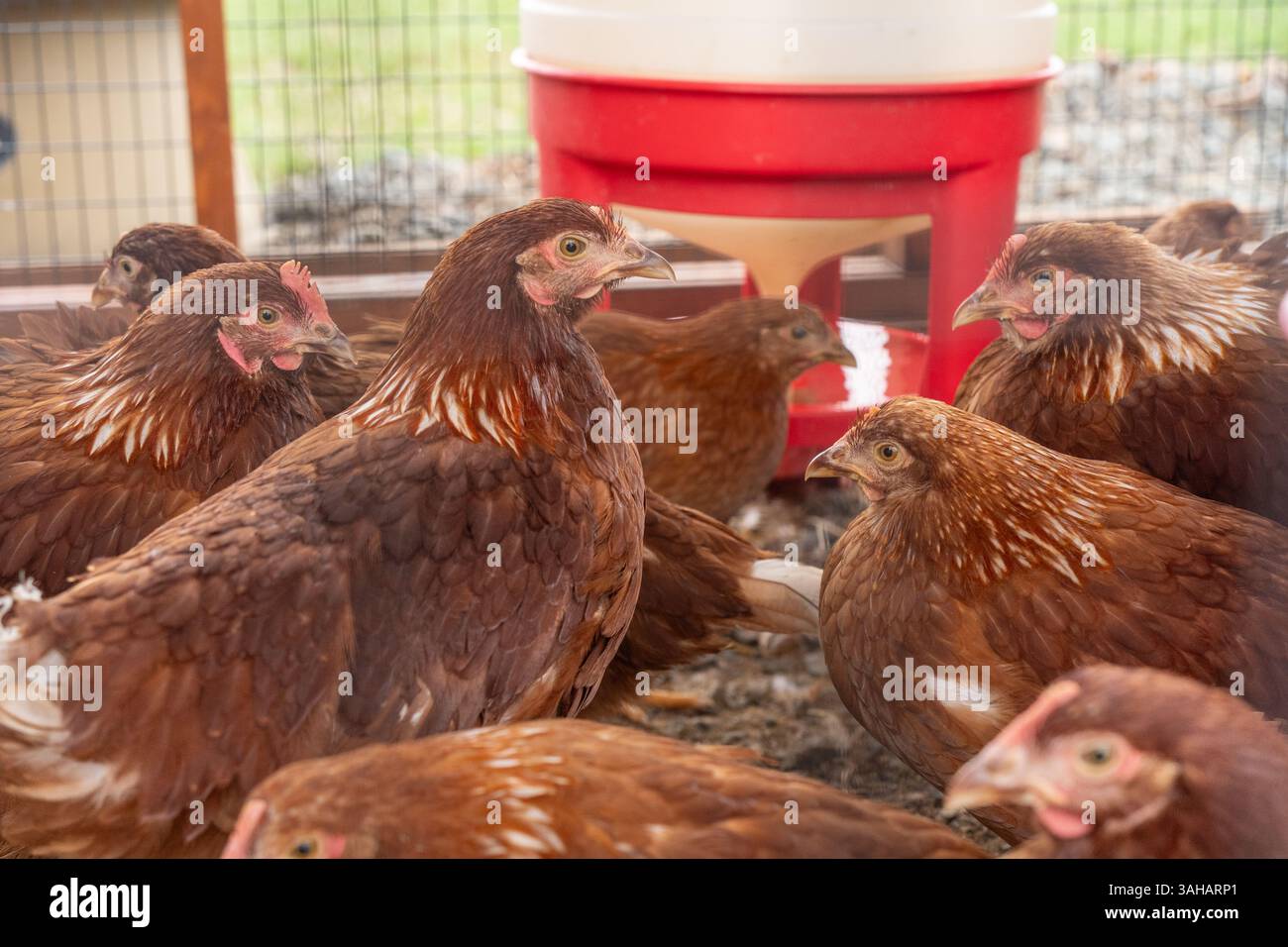 Poulets de jardin dans un poulailler en Pennsylvanie rurale Banque D'Images