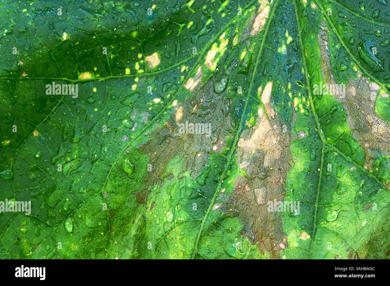 Maladies fongiques du concombre et de la citrouille. Alternaria solani Ell. Et Mart., Syn. Macrosporium solani Ell. Et Mart a affecté les feuilles de concombre. Gros plan Banque D'Images