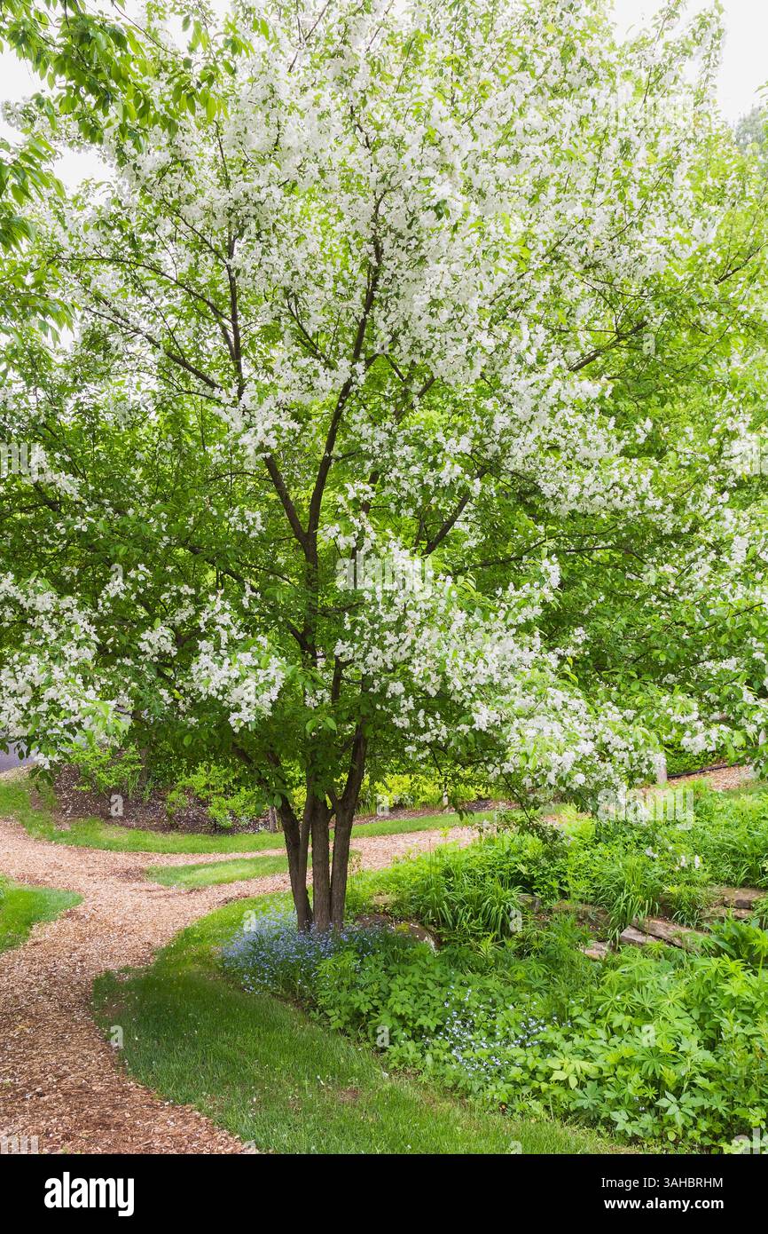 Malus domestica - pommier commun en fleur sous-planté avec Hosta 'Royal Standard' et chemin de paillis dans le jardin arrière au printemps, le jardin de Franco Banque D'Images