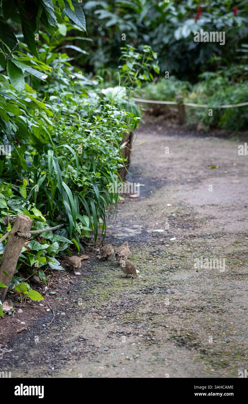 ZOO de Zurich, 5 juin 2023. Petits oiseaux marchant sur un chemin tropical. Photo de haute qualité Banque D'Images