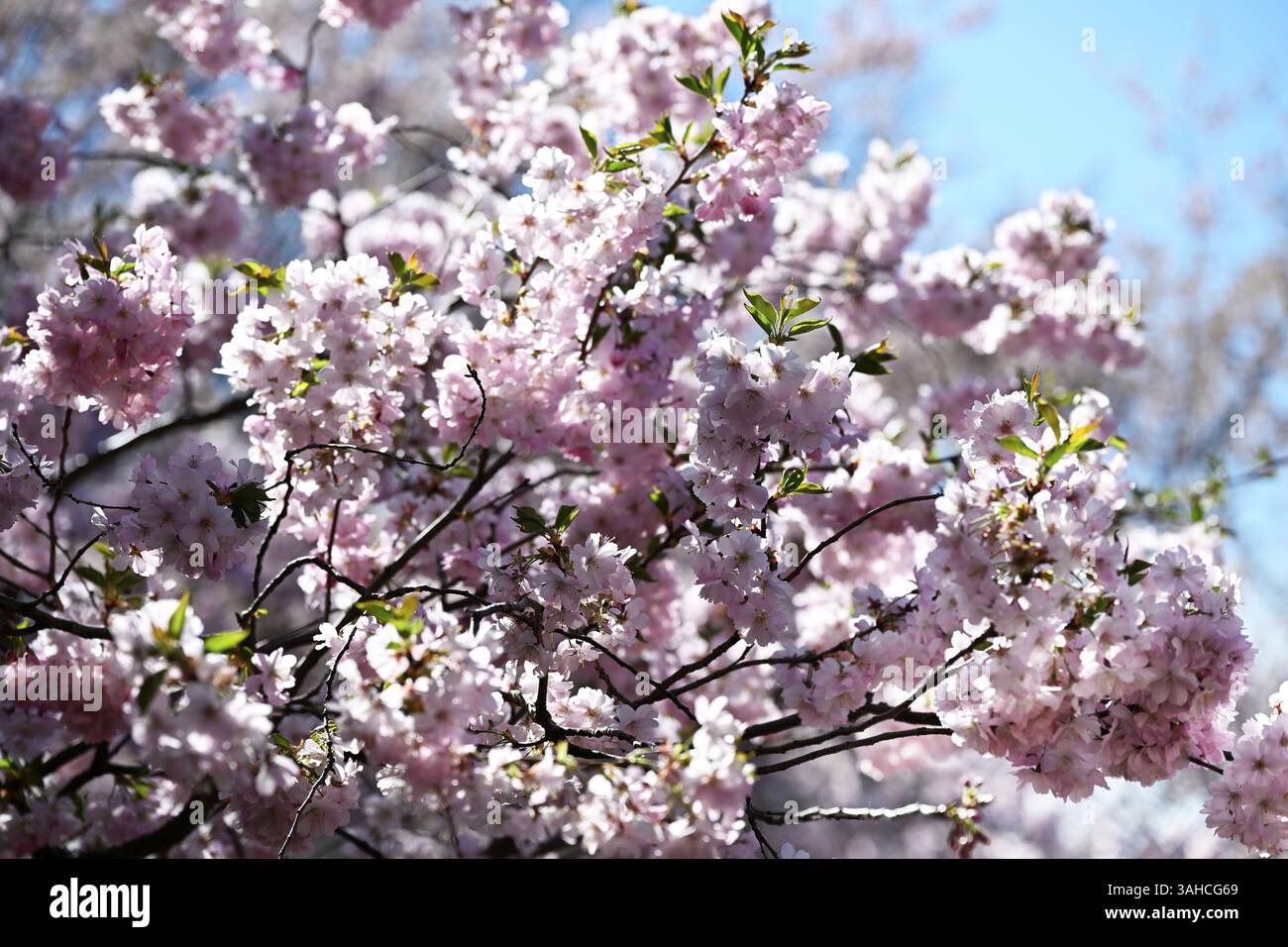 Cerisier japonais, cerisier japonais, cerisier oriental, cerisier japonais, cerisier japonais (Prunus serrulata) Banque D'Images
