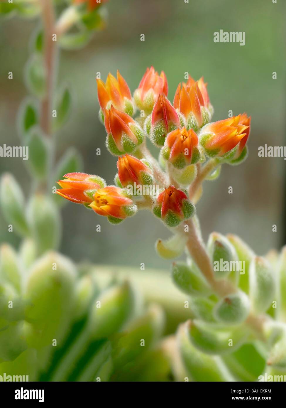 Vue rapprochée des délicates fleurs des pétards mexicains. Banque D'Images