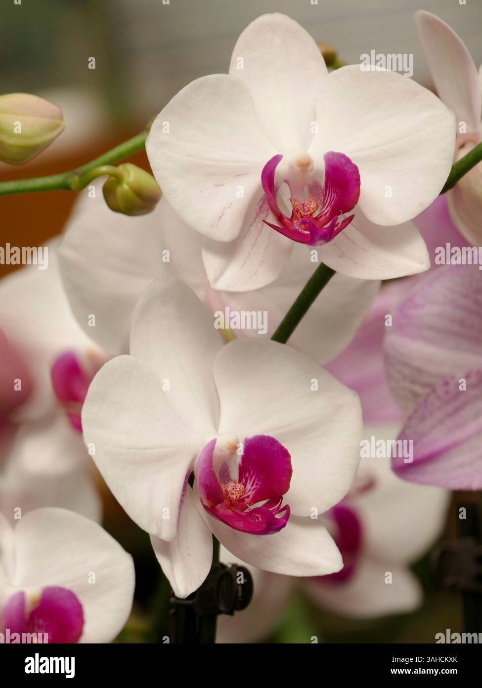 La beauté délicate de ces orchidées est captivante. Banque D'Images