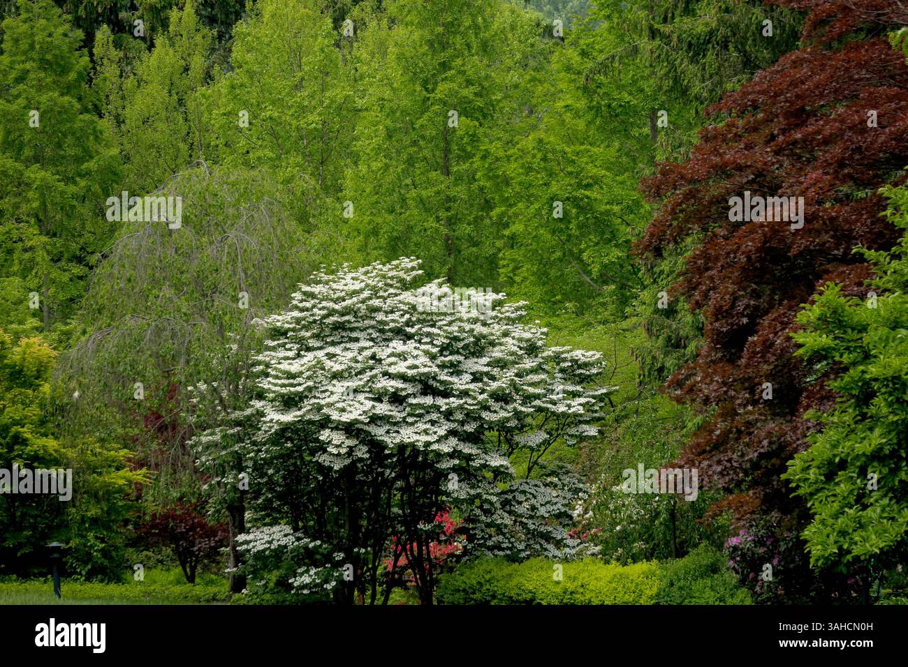 Les fleurs délicates du cornichon de kousa sont un complément parfait aux arbres environnants. Banque D'Images