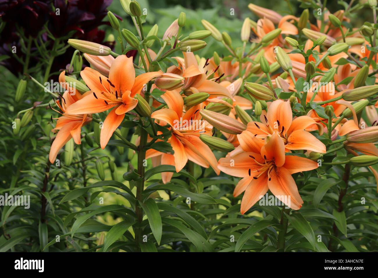 Un bel affichage de lis orange, une explosion vibrante de couleurs dans un cadre de jardin. Banque D'Images