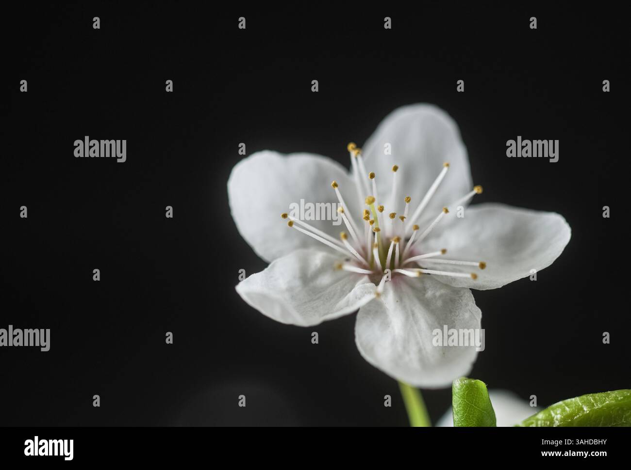 Plan macro de fleur de prune cerise blanche avec étamines jaunes sur fond noir. Le concept de printemps, de pureté et de beauté naturelle. Banque D'Images