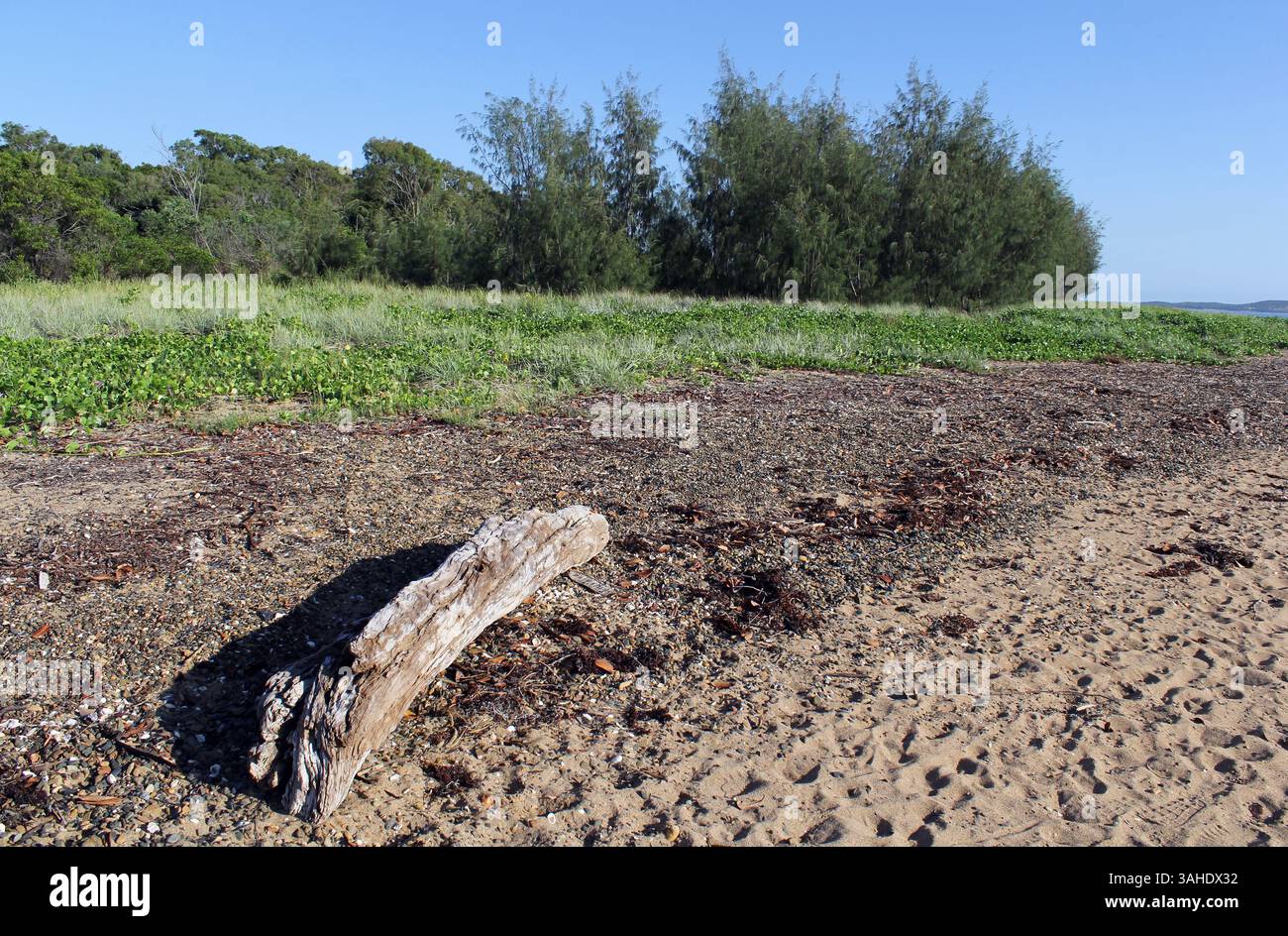 Plage avec bois flotté, sable et arbres à Boyne Island dans le Queensland, Australie Banque D'Images