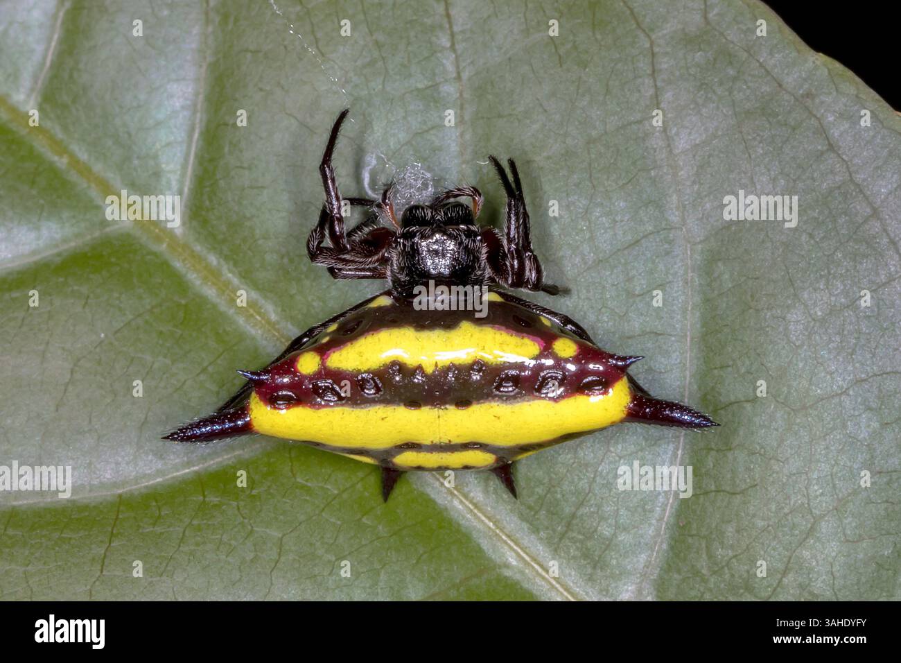 Araignée bordée de joyaux (Gasteracantha fornicata) sur feuille verte Banque D'Images