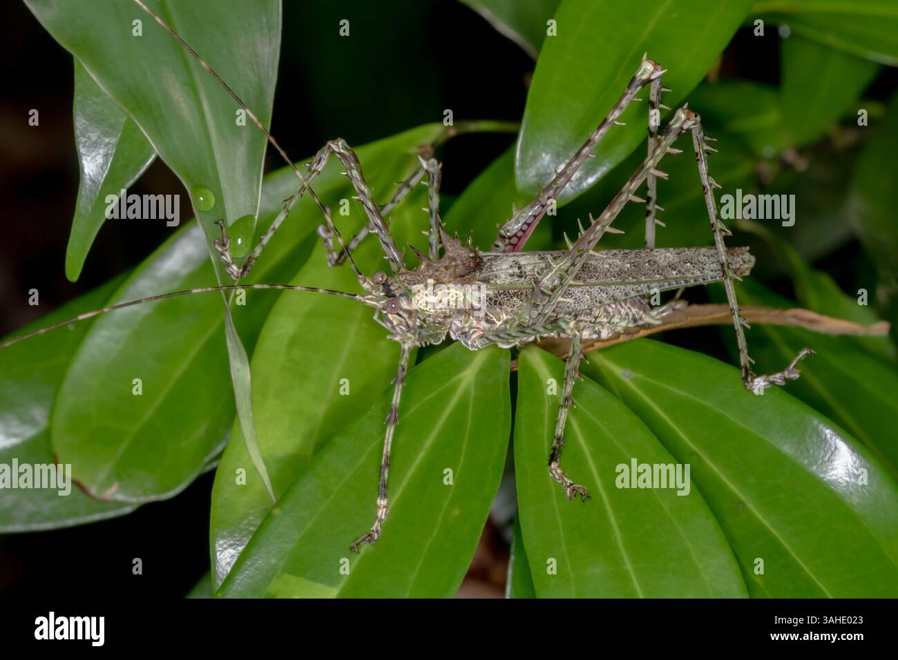 Un Katydid de la forêt épineuse du Sud (Phricta aberrans) se trouve parmi le feuillage de la forêt tropicale de l'est de l'Australie Banque D'Images