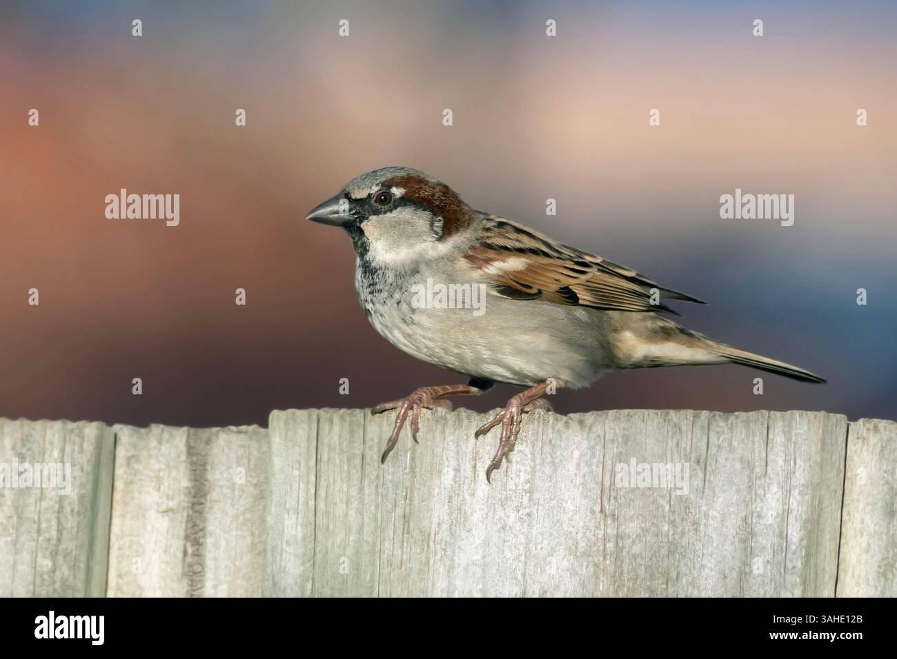 Un moineau domestique mâle (passer domesticus) perche sur une clôture en bois altérée avec un fond légèrement flou, capturé dans la lumière chaude du soir. Banque D'Images
