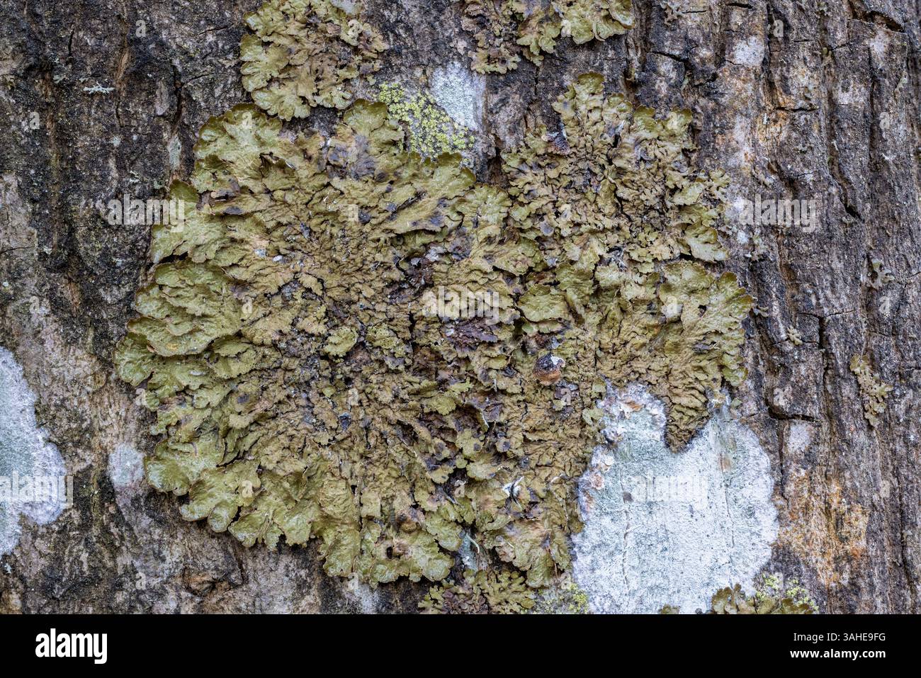 Lichen de camouflage poli Banque D'Images