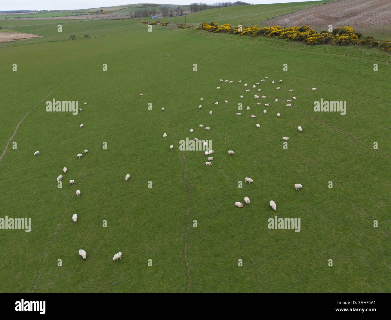 Moutons paissant dans un champ près d'Ellon, Aberdeenshire, Écosse. Banque D'Images