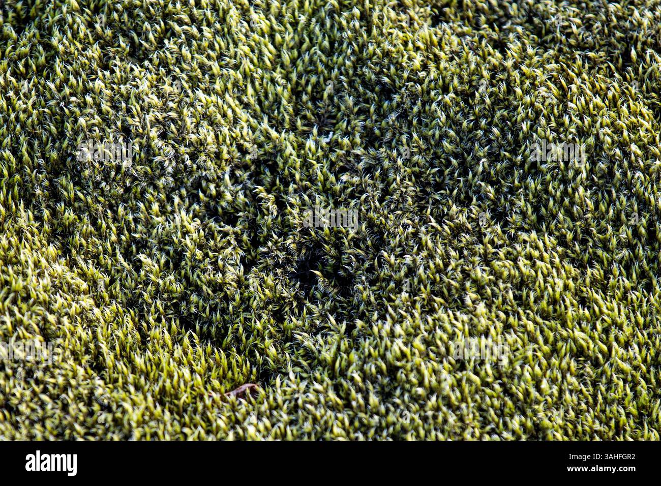 22 mars 2015 - L'Islande : Gros plan d'un paysage pittoresque typique de roches moussues roulant le long de la Rocade (route 1), au début du printemps entre le SkaftaÌrtunguvegur KirkjubÃ¦jarklaustur et en Islande (Image Crédit : © Daniel DeSlover/Zuma sur le fil) Banque D'Images