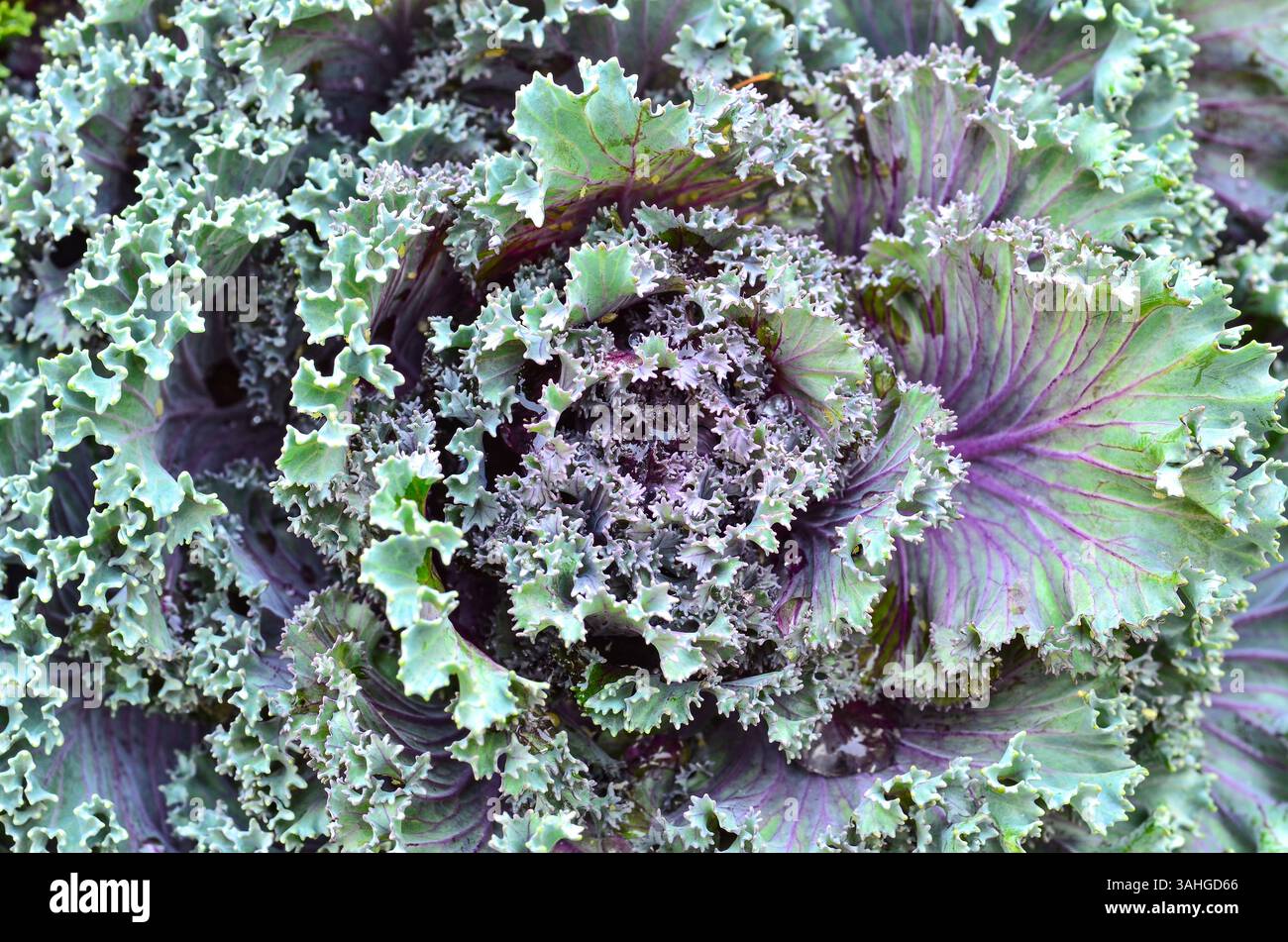 Belle colse up chou décoratif dans le jardin Banque D'Images